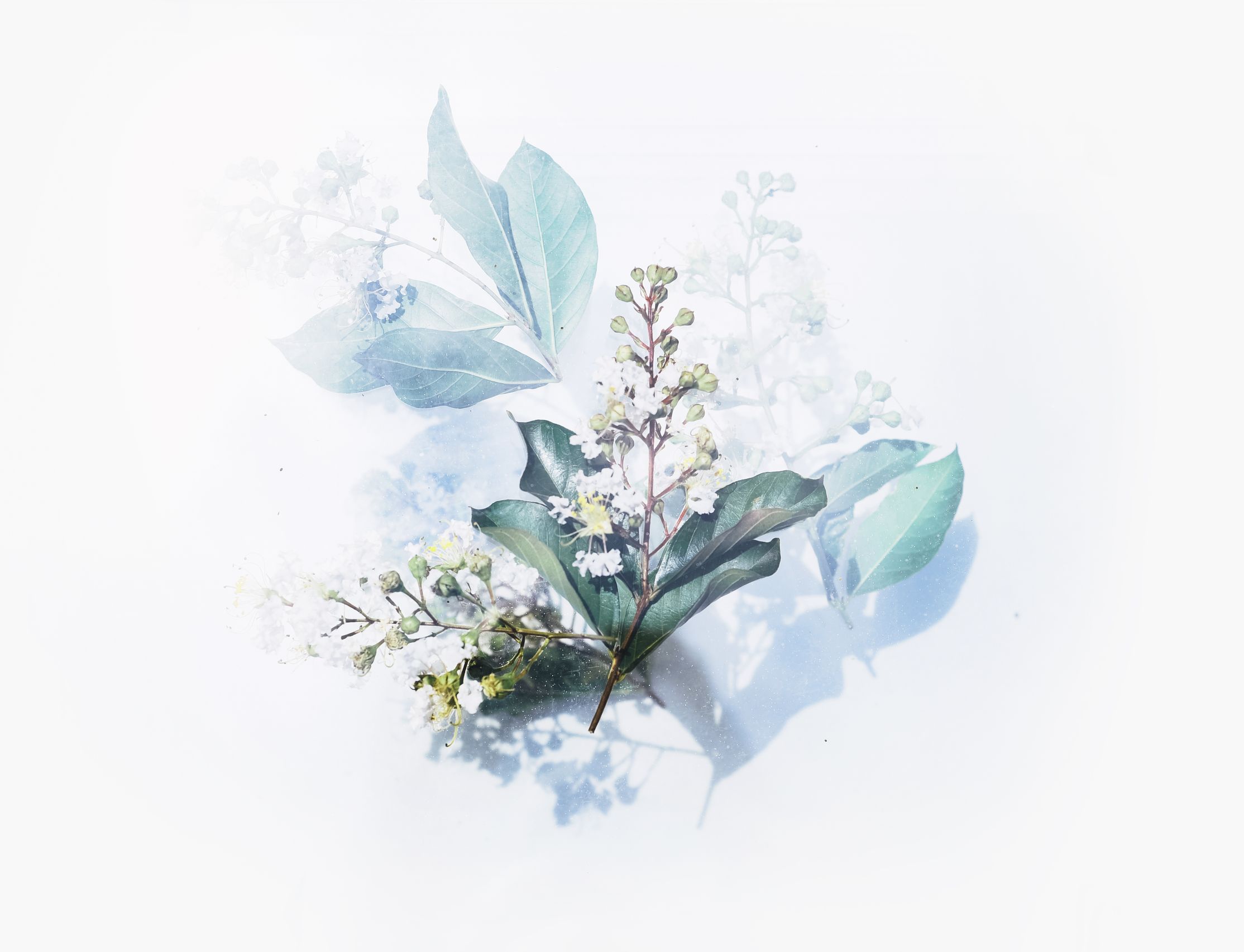 Faint leaf botanical illustration