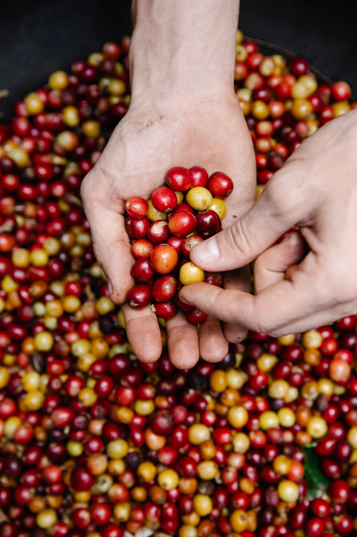 Farmer holding coffee cherries